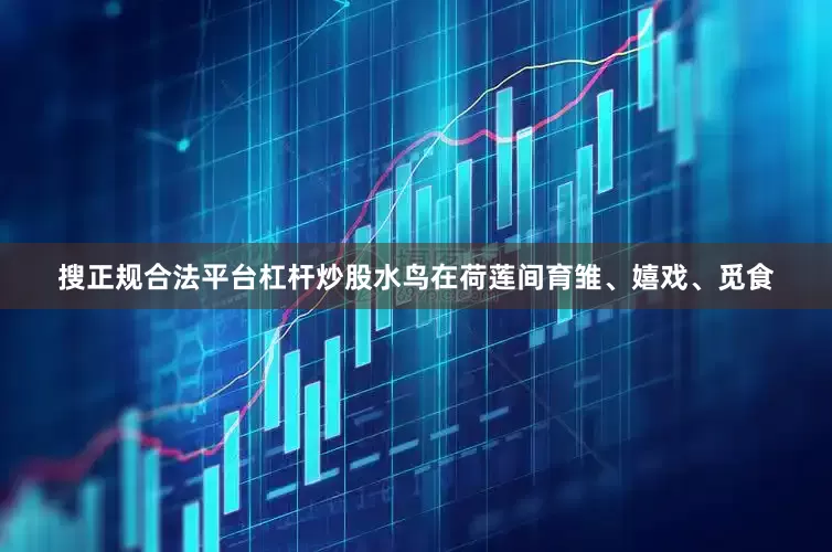 搜正规合法平台杠杆炒股水鸟在荷莲间育雏、嬉戏、觅食